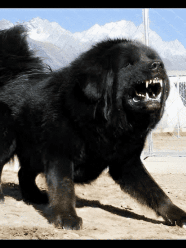 tibetan mastiff bite force