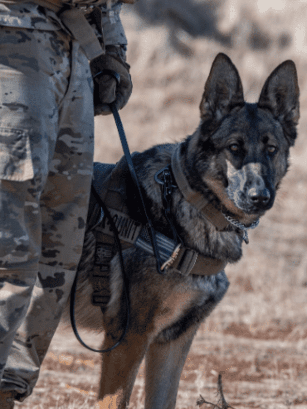 10 Most Used military dog breed in the world