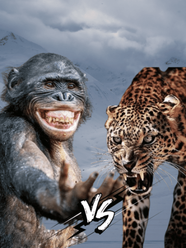 Bonobo vs. Leopard who has more chance of winning ?