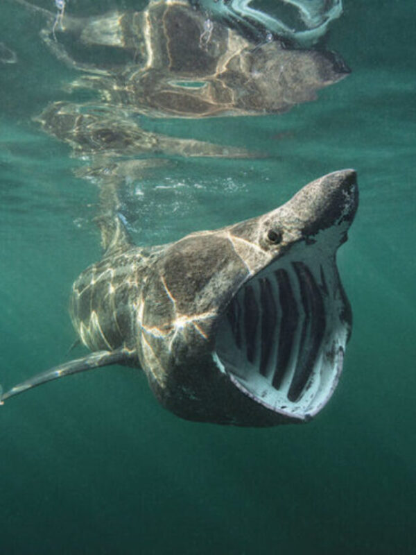 दुनिया के 10 सबसे बड़े समुद्री जानवर