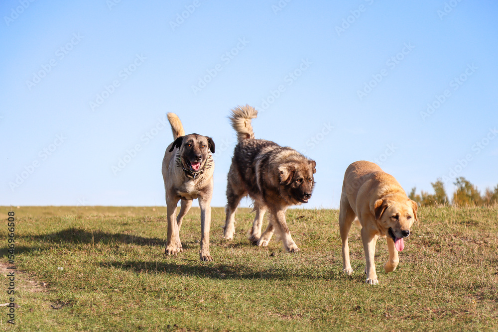 anatolian-shepherd-dog, kangal shephered dog