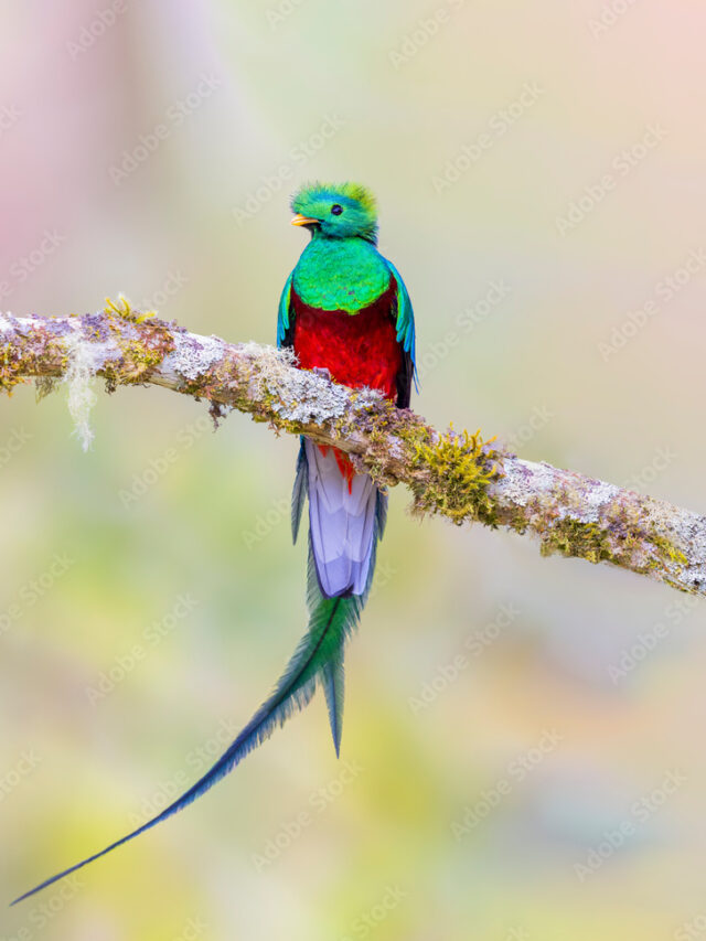 10 Most Colorful Birds in the world